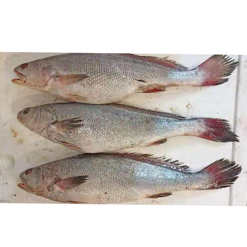 鮮活水產(chǎn)品市場動態(tài)與乳山熟食麻辣海鮮罐頭價格行情解析